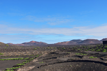 Lanzarote vineyards. Canary Islands. Spain