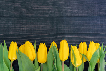 Yellow tulips on the dark wooden background with copy space - 255180156