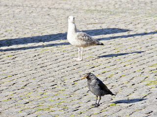 Stadtvögel