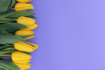 Yellow tulips on the light violet background with copy space - 255180326