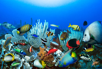 Coral reef with tropical reef fish
