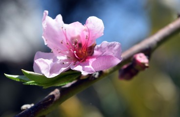 Obraz premium Peach flower on a branch. Рeach trees are in bloom in the garden.The road to peach orchard.Spring garden with flowering trees 