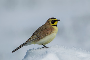 Sideview of horned lark perched on snow clump.