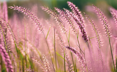 Beautiful Pink flowers grass in nature background.