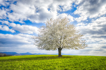 A lone, single or solitary tree on a green meadow. A tree placed on a horizon. Cherry tree in spring time full of white flowers. Flowering tree in vast landscape. Blue sky with white clouds.
