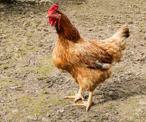 gallina da uova