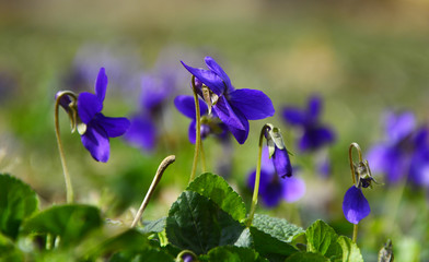 Fototapeta na wymiar blue and flowers