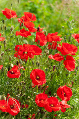 Fototapeta premium poppy field