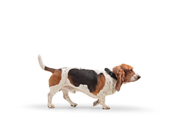 Profile shot of a basset hound dog on a leash