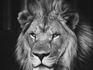 Portrait of a Lion
