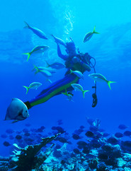 Fototapeta premium Woman SCUBA diver with Yellow Jacks and Blue Tangs