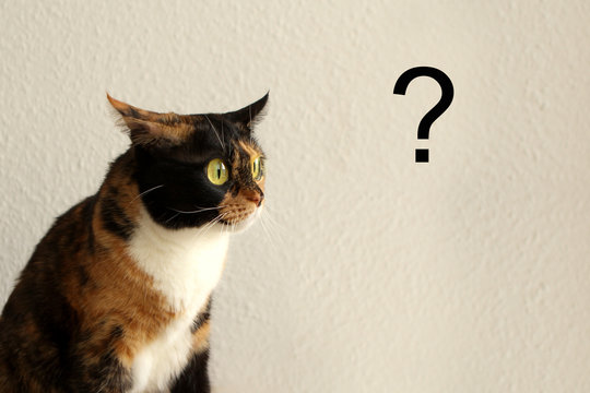 Tricolor cat looks with huge enlarged eyes on a big question mark
