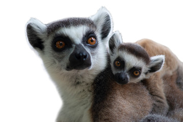 Ring tailed lemurs © J.NATAYO