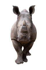 White Rhino