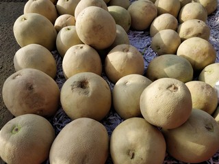 Melon fruits after harvest