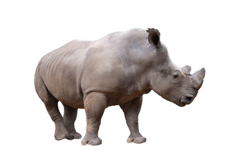 white rhino