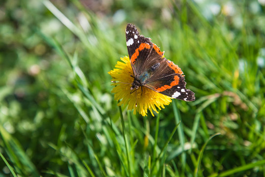 Beautiful butterfly on the yellow dandelion on spring meadow