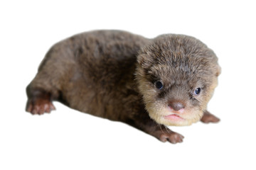 Baby otter