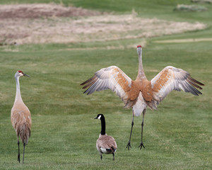 Sand Hill Cranes