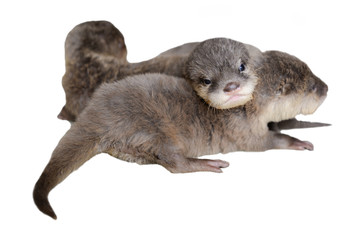Obraz premium Baby otter