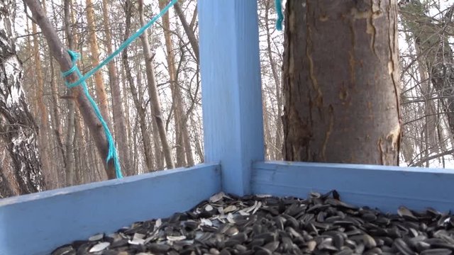Birds eat seeds in the feeder - The great tit (Parus major)