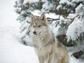 Fototapeta premium Wolf in the Snow