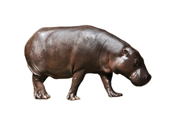 Pygmy hippos
