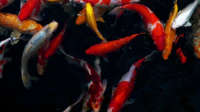 slow motion of Koi fish swimming in the aquarium, Fancy carp fish, Top view