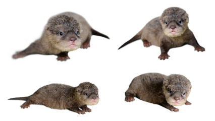 4 acction of baby otter