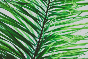 Palm tree foliage. Vintage tropical background. Retro toned. Macro photography.