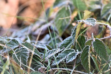 First Hoarfrost on the raspberry Leafs