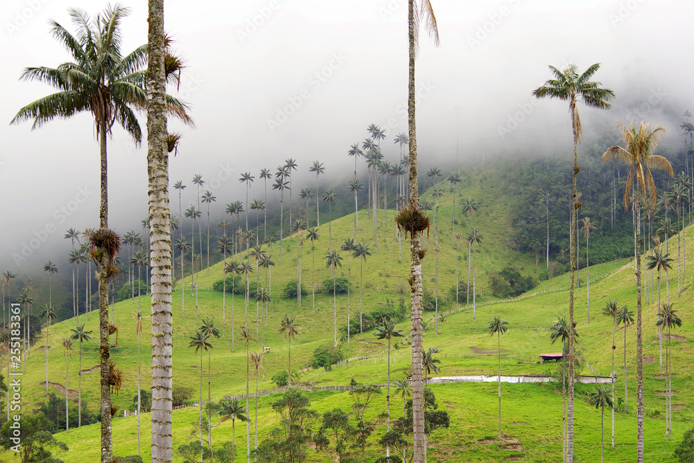 Wall mural Cocora valley, Salento, Colombia, South America