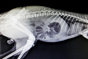 X-ray images of wild animal