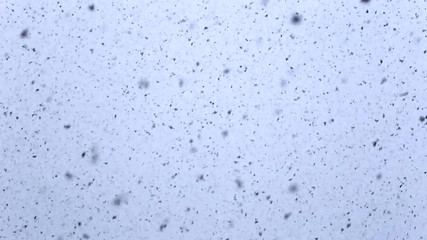 Heavy Snow Falling From the Sky