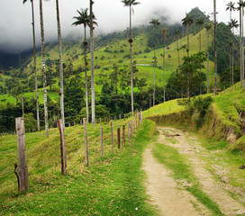 Fototapeta na wymiar Misty alpine landscape of Cocora valley, Salento, Colombia, South America