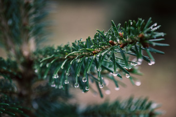Spruce and fir needles with a drop of water. Christmas tree plantation. Detail on spruce branch.