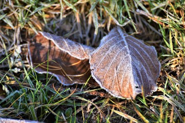 First Hoarfrost on the Beech Leafs
