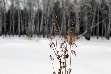 grass in the snow