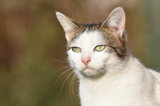 Portrait of the white young cat