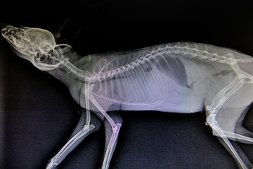 X-ray images of wild animal
