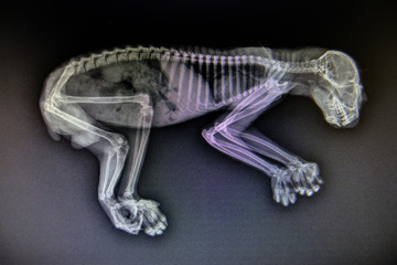 X-ray images of wild animal