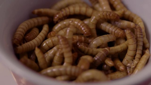 Macro rack focus to a bowl of live mealworms