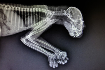 X-ray images of wild animal