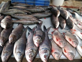 Obraz premium Seafood background food