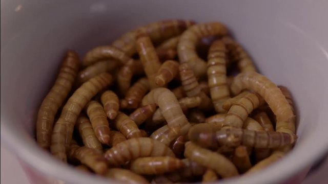 Macro timelapse mealworms in bowl