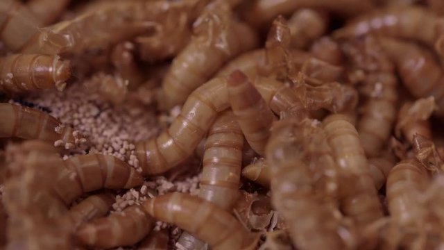 Macro mealworms in meal