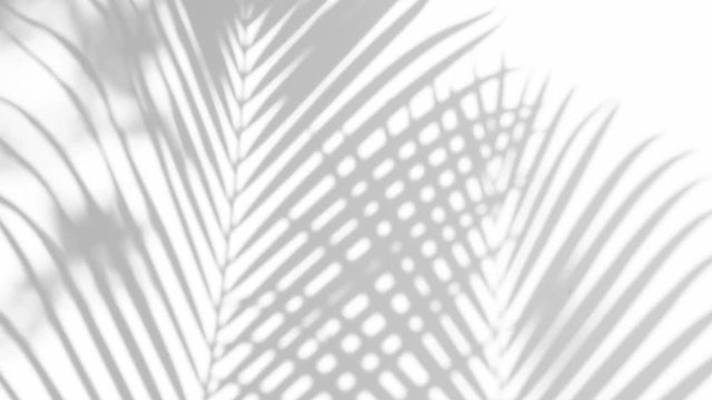 closeup the motion of shadow palm leaves on a white wall background. 4k