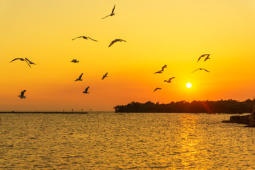 The seagulls are flying back to the nest during sunset