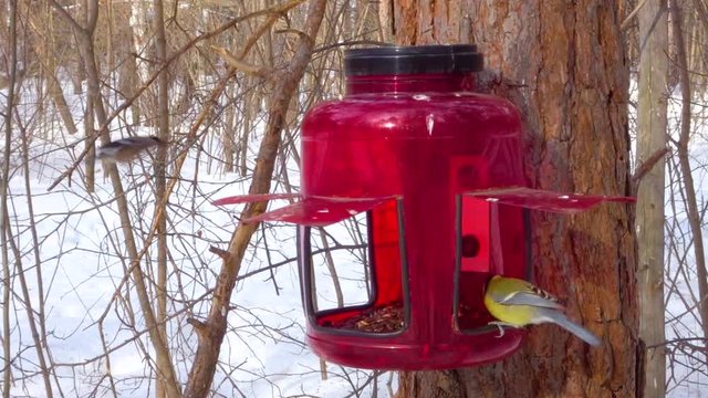 Birds eat seeds in the feeder - The great tit (Parus major), Eurasian blue tit (Cyanistes caeruleus), The coal tit (Periparus ater)