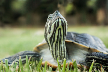 Close up of a turtle or tortoise with head raised resting in green grass